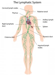 The lymphatic system drains into the subclavian vein in front and under the shoulders.