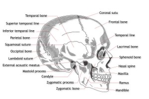 The sutures of the skull actually move rhythmically.  These joints are often become stuck with trauma.