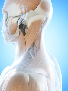 The upper trap and SCM are visualized on the side of the neck in this illustration.